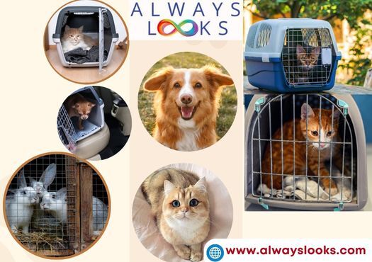 Pet Moving Services Cost in Jind